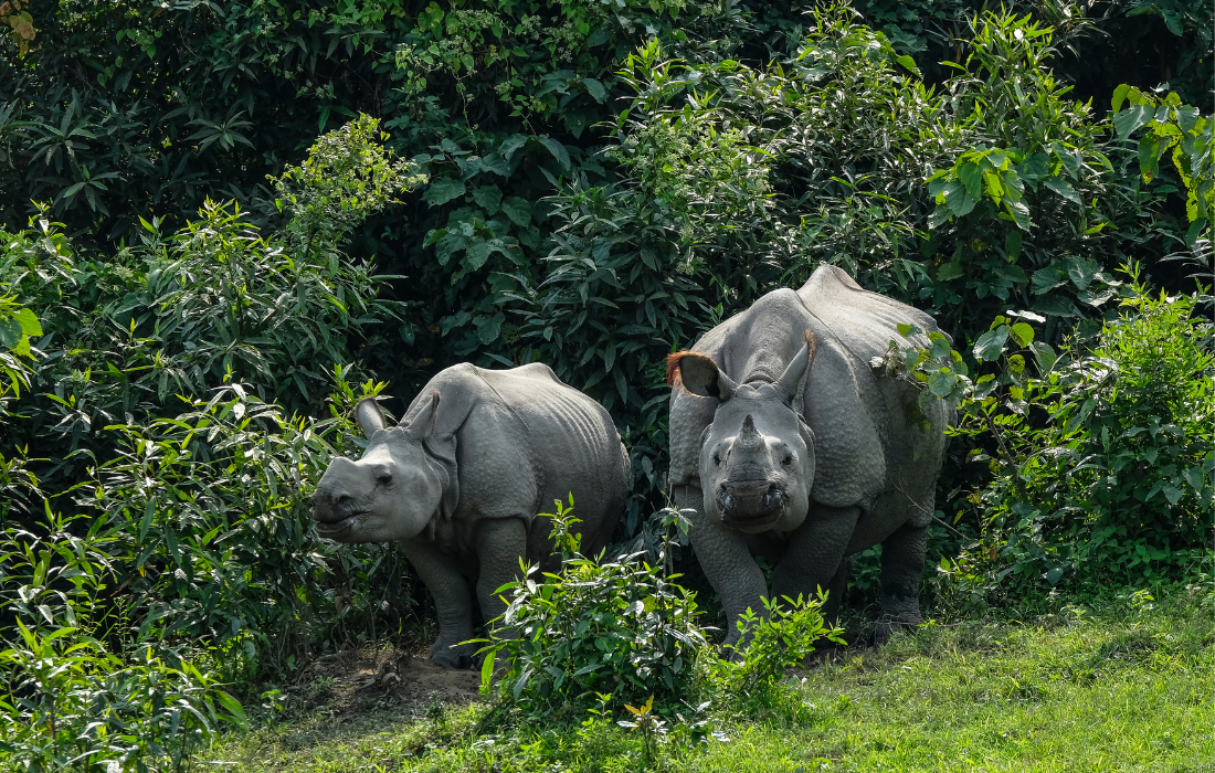 Exotic Wildlife of Kaziranga